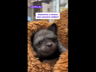 Никакие мимиметры не устоят перед крошечным лисёнком.  ❤, если малыш забрал ваше сердечко ... (видео)